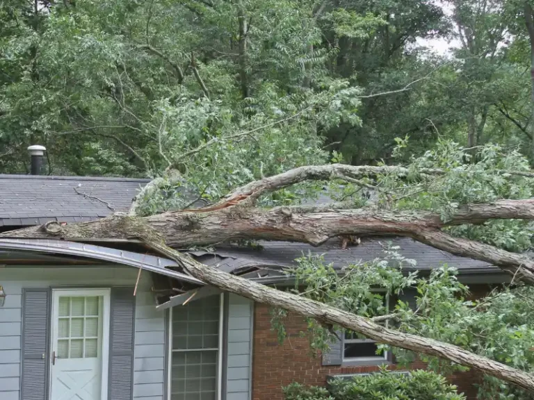 Large fallen tree branches resting on a house roof, causing visible damage.