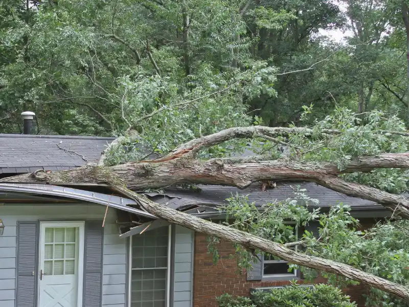 Large fallen tree branches resting on a house roof, causing visible damage.