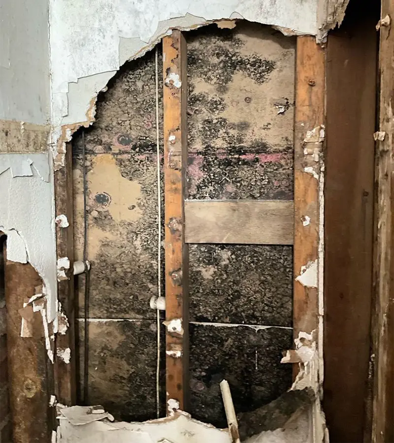 Mold hidden behind wall call 1-800-KILL-MLD