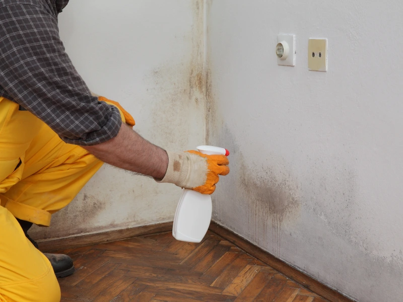 Person wearing gloves spraying cleaner on moldy wall corner above wooden floor.