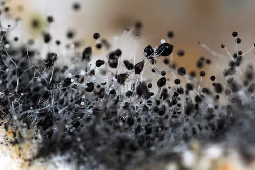 Mold testing closeup of spores